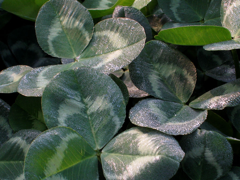 trifolium alexandrinum l.
