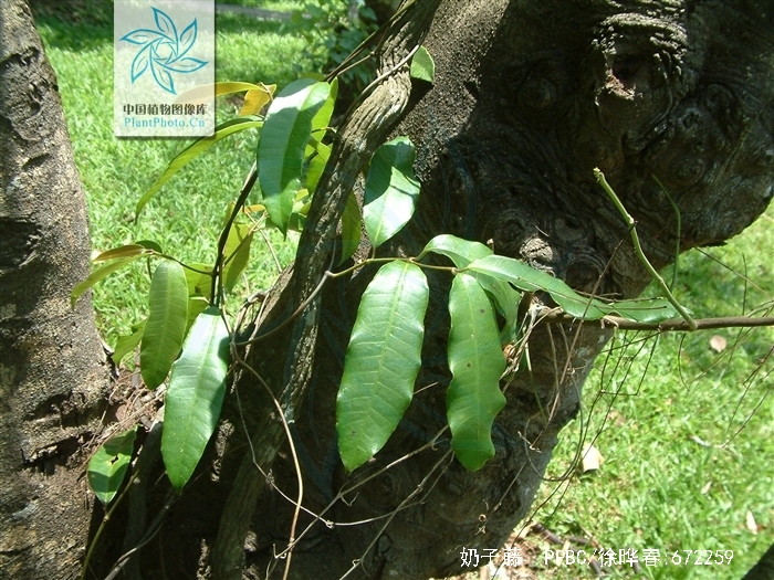 bousigonia mekongensis pierre