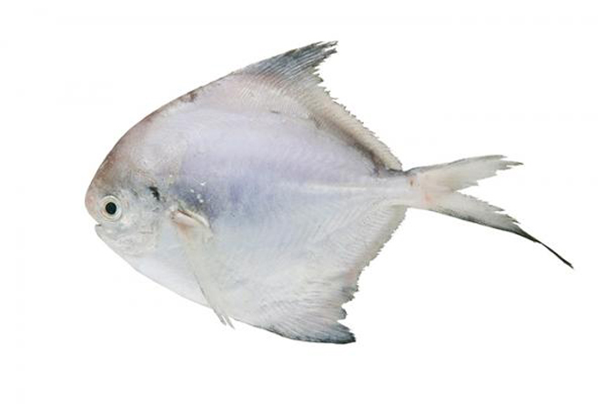 "4168393">经济鱼类 /a>,栖息深度在10-30公尺左右,体近圆形,侧扁而高