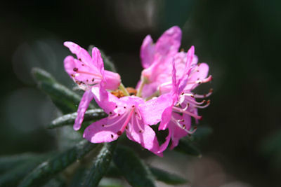  p>碎米花(学名: i>rhododendron spiciferum /i> franch.