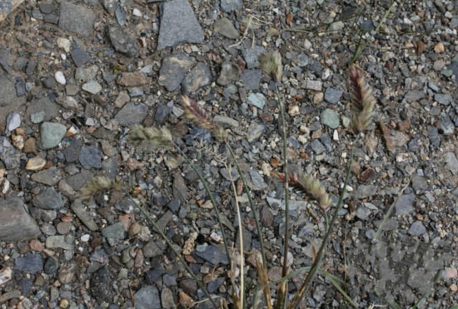  p>梭罗草(学名: i>roegneria thoroldiana /i> (oliv.