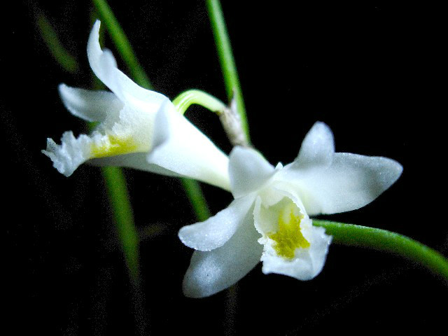 p>燕石斛(学名: i>dendrobium equitans /i>  kraenzl.