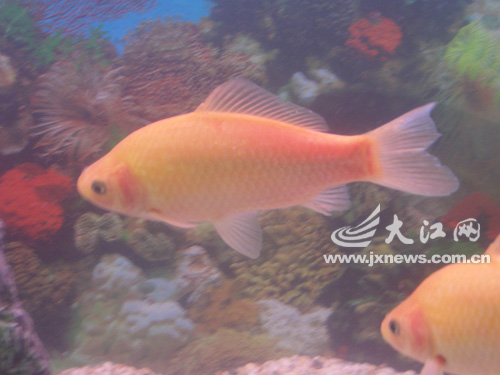 ">金鲫 /a>,红鲫是普通 a target="_blank" href="/item/鲫鱼/322414"