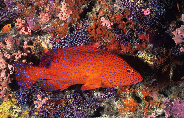 九棘鲈 (学名: i>cephalopholis miniata /i>)是鮨科,九棘鲈属的鱼类