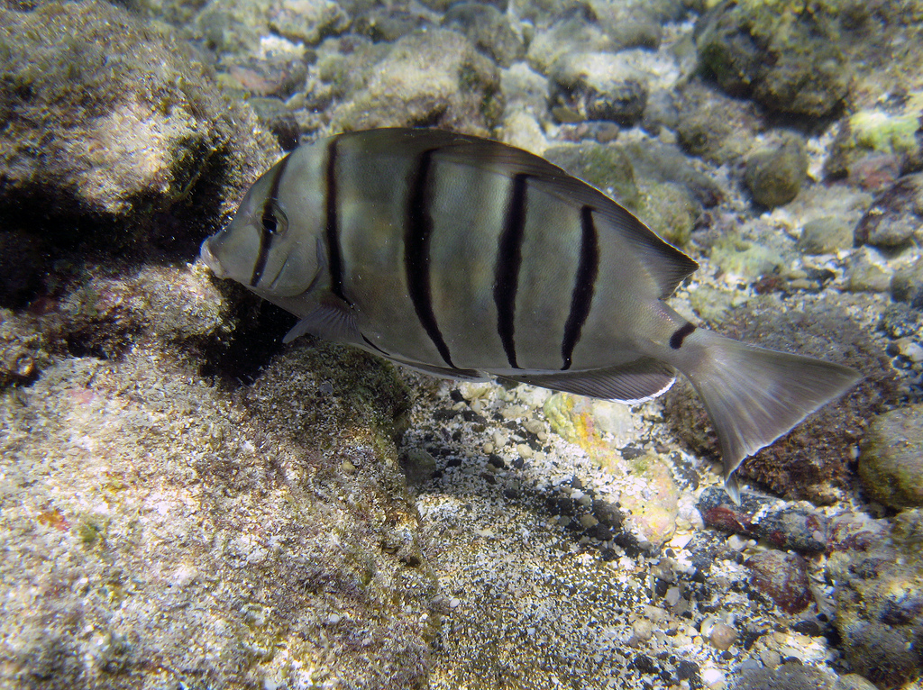  p>横带刺尾鱼(学名: i>acanthurus triostegus /i>(linnaeus,1758), 