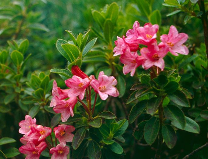  p>高山玫瑰杜鹃(学名: i>rhododendron ferrugineum /i> l.