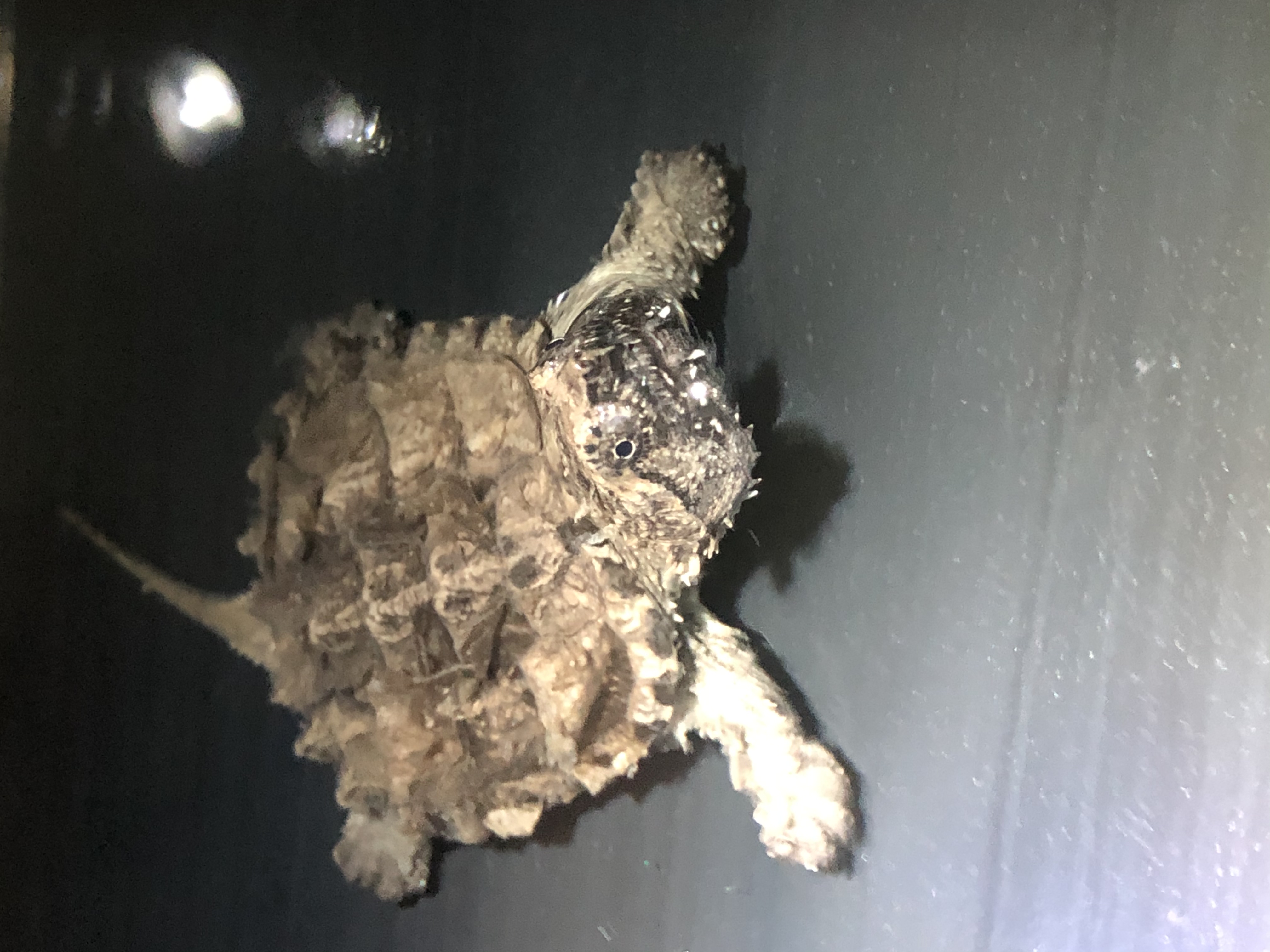  p>中美拟鳄龟,产于北美及中美洲地区,主要分布在伯利兹,危地马拉