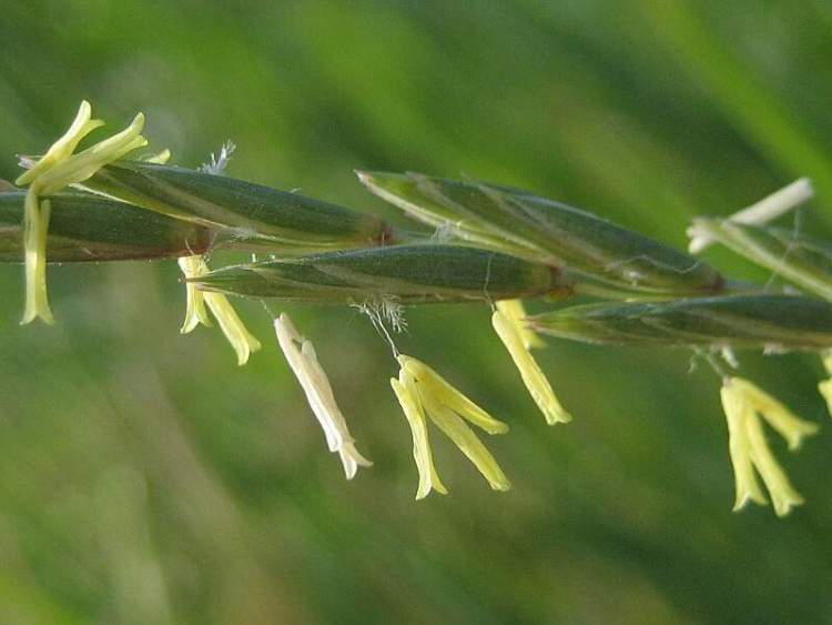 elytrigia repens (l.) nevski
