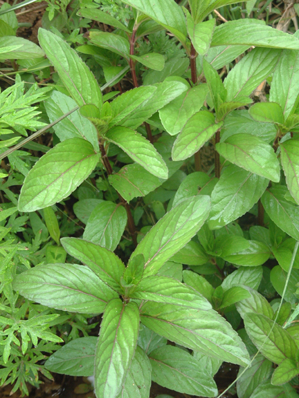 野生薄荷