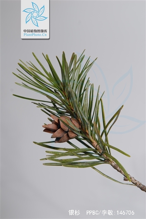 银杉