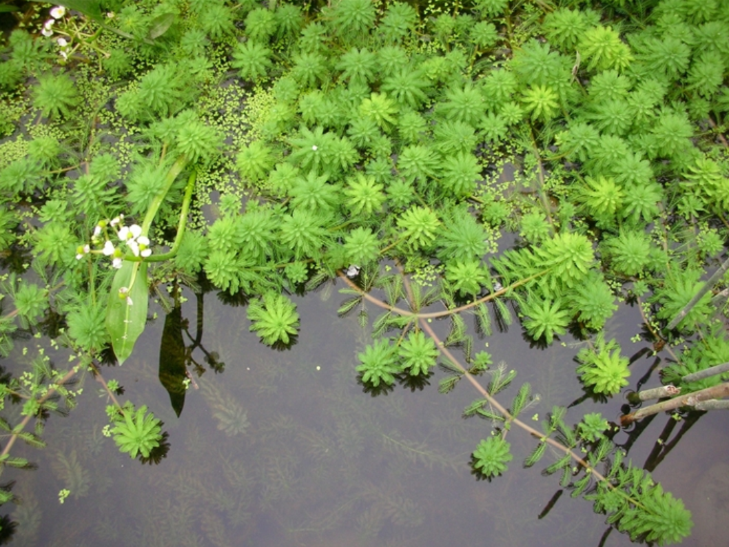 是小二仙草科狐尾藻属植物,多年生粗壮沉水草本.