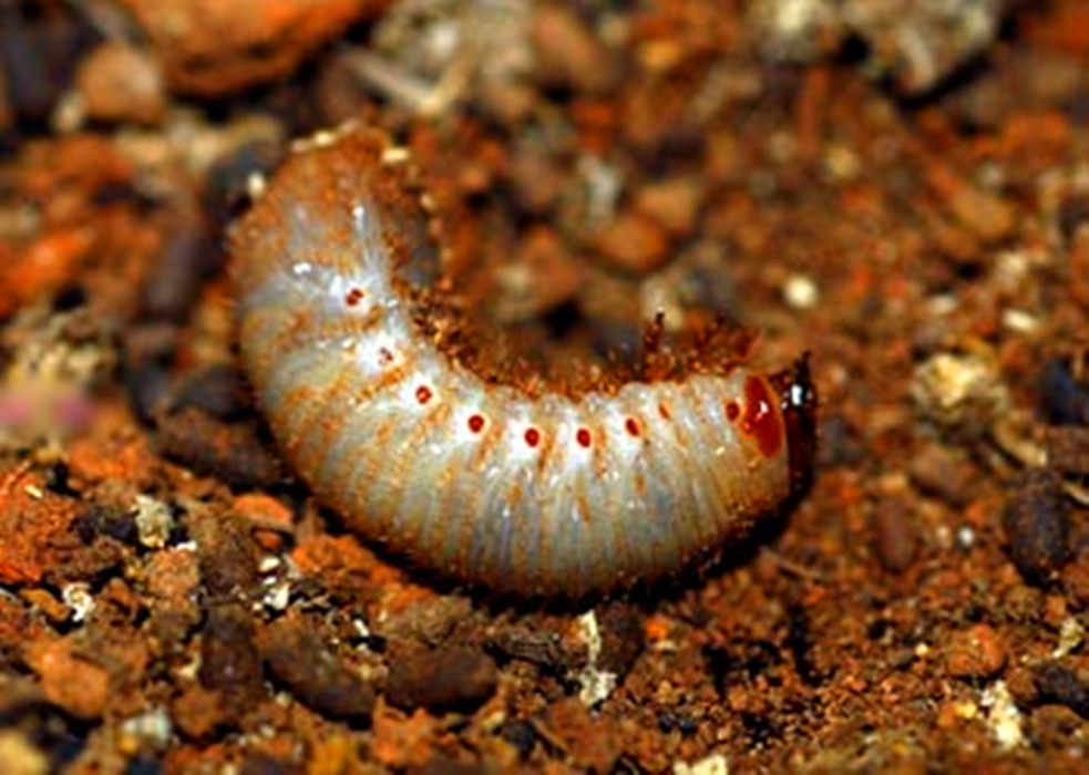 鞘翅目/1535103" data-lemmaid="1535103">鞘翅目 /a>昆虫,其幼虫为 a