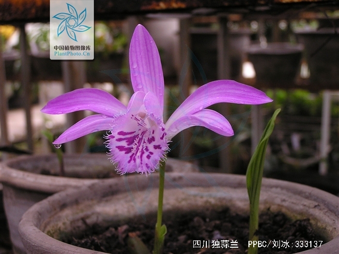  p>四川独蒜兰(学名: i>pleione limprichtii /i>   schltr.