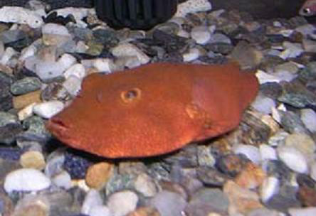  p data-id="gnbi4wx7bz">小尾鲀(tetraodon miurus)又称木瓜狗头,红