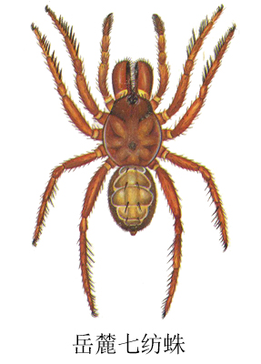  p>昆虫名,为蜘蛛目(araneae),七纺蛛科.