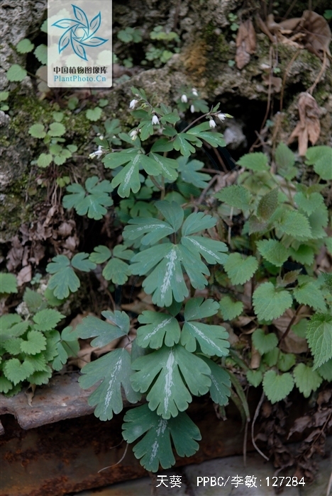  p>天葵〔学名: i>semiaquilegia adoxoides /i> (dc.