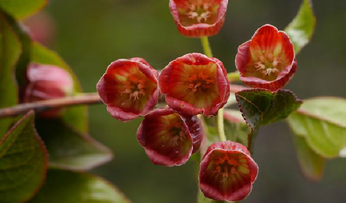  p>毛叶吊钟花(学名: i>enkianthus deflexus /i> (griff.) schneid.