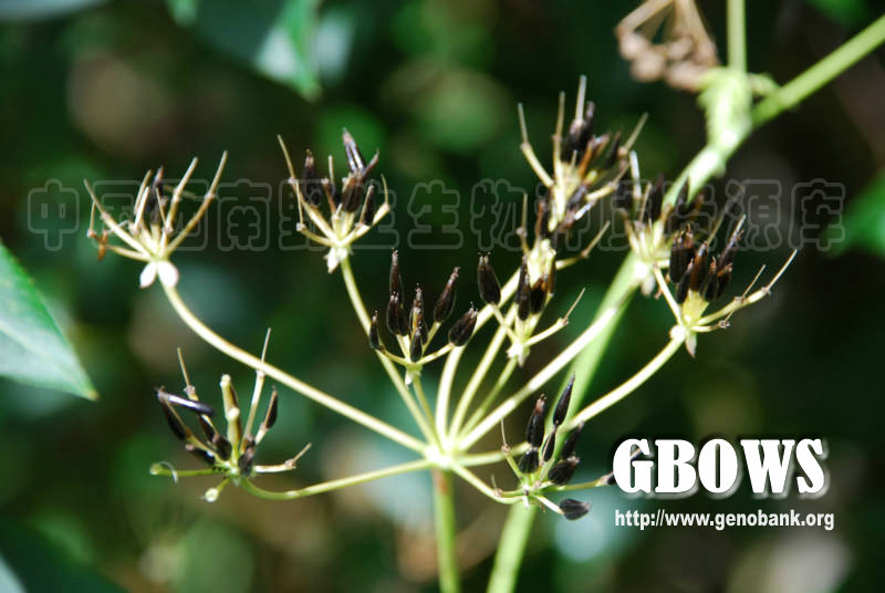  p>迷果芹(学名:sphallerocarpus gracilis)是伞形科迷果芹属植物.