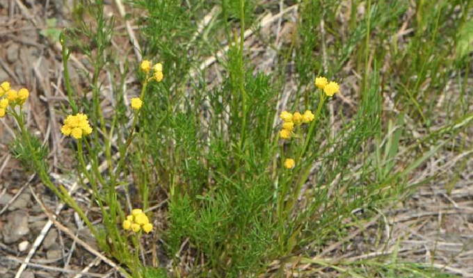  p>线叶菊属只有线叶菊f.sibiricum(l.