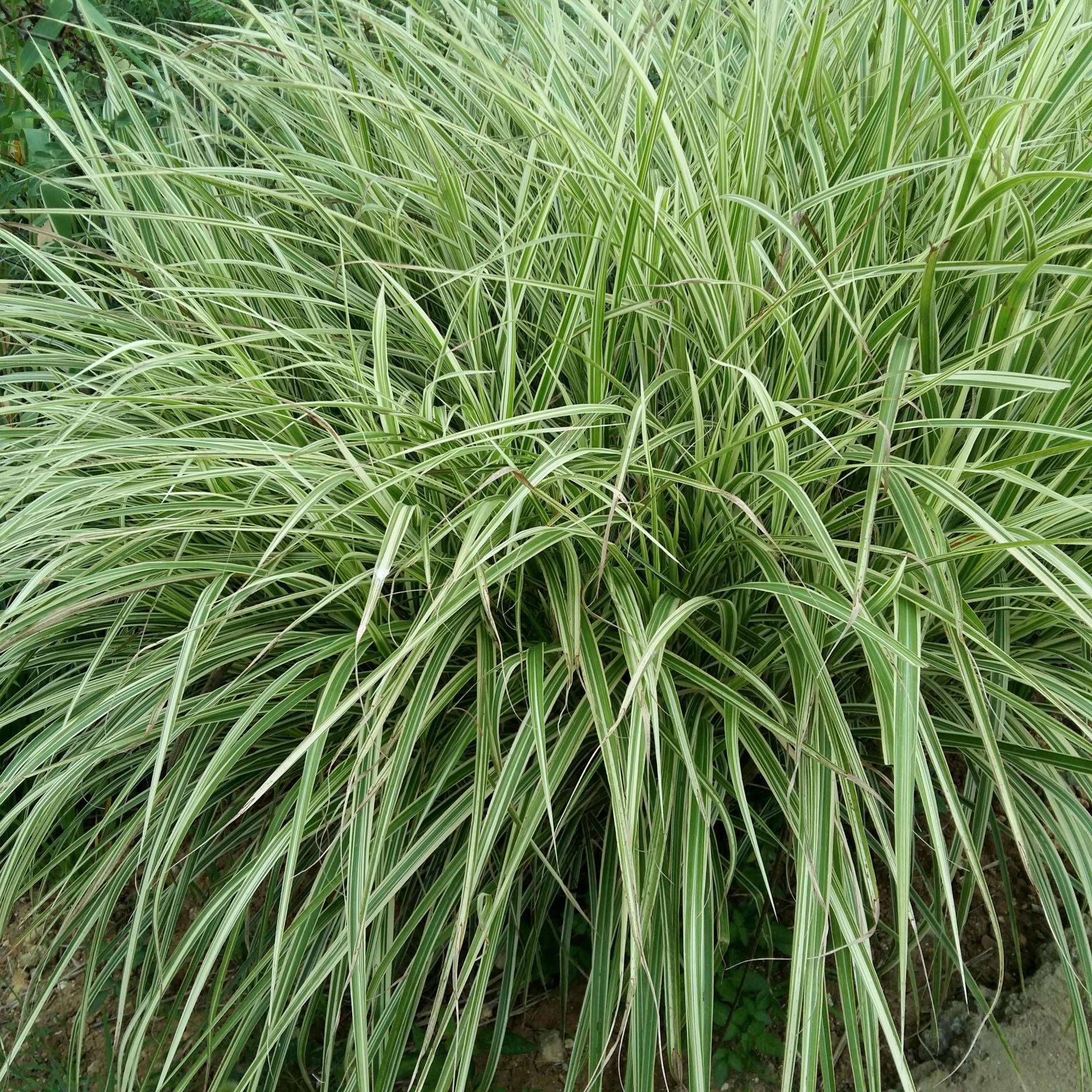  p>玉带草(学名:丝带草,拉丁学名:phalaris arundinacea l. var.