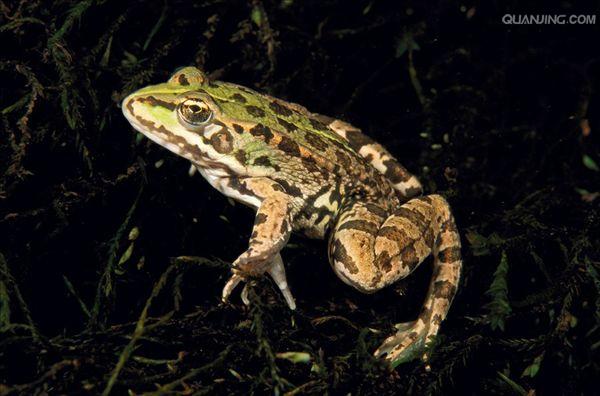 绿蛙