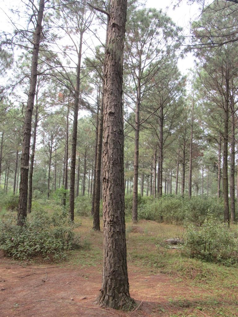 加勒比松巴哈马家系159