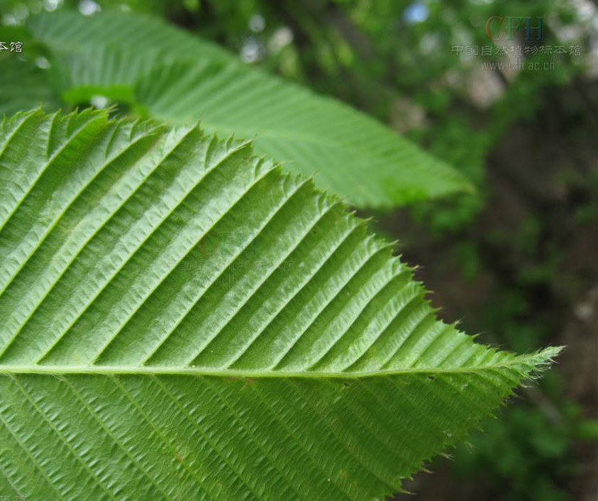 33239" data-lemmaid="33239">乔木 /a>,高可达15米;树皮灰色;叶厚