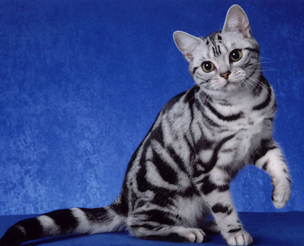  p>美国短毛猫是原产于美国的一种猫,其祖先为欧洲早期移民带到北美的