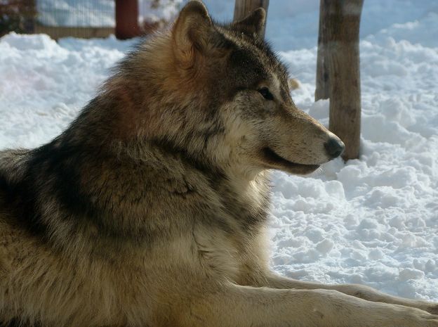  p>北海道狼(学名:canis lupus hattai)是灰狼的亚种之一,体型中等
