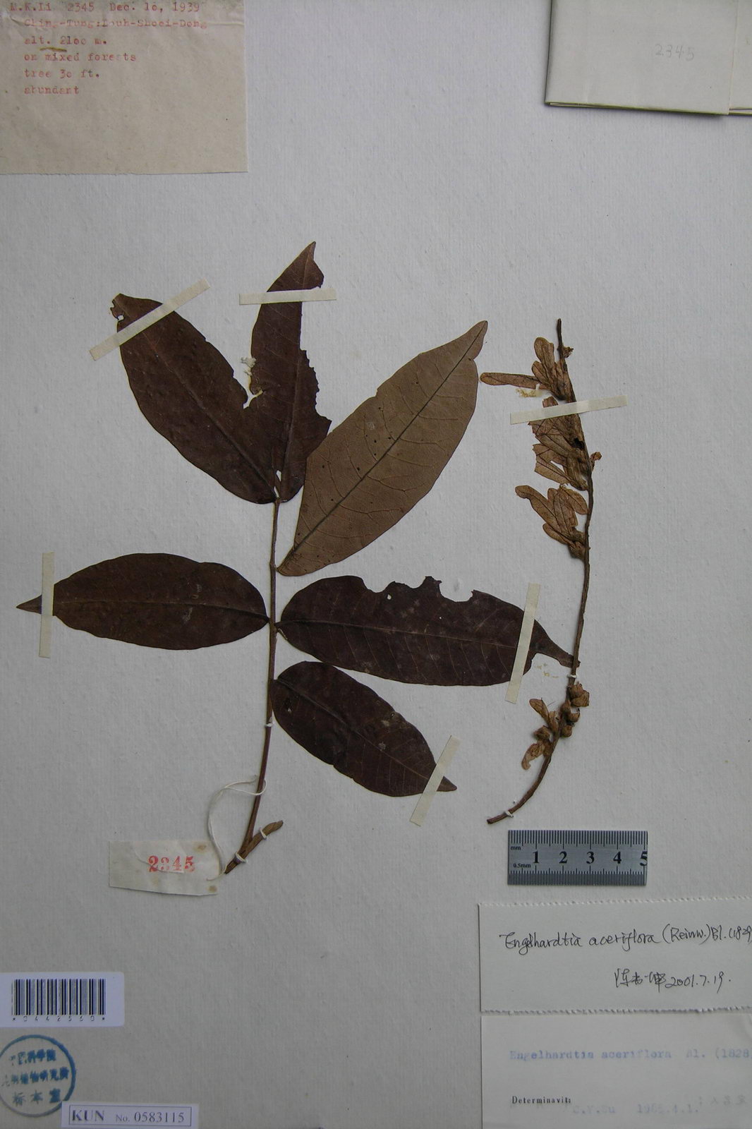  p>爪哇黄杞,胡桃科植物.产于云南.