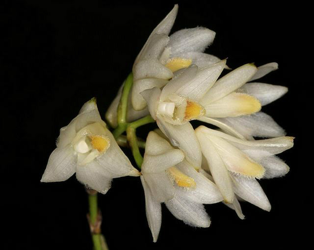  p>叉唇石斛(学名: i>dendrobium stuposum /i>  lindl.