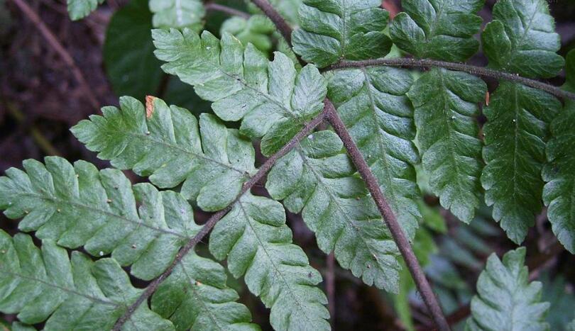  p>红腺蕨,红腺蕨,红腺蕨属,生密林下溪边. /p>