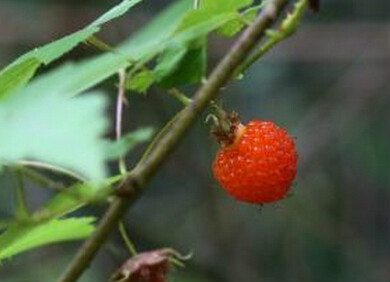 三裂中南悬钩子