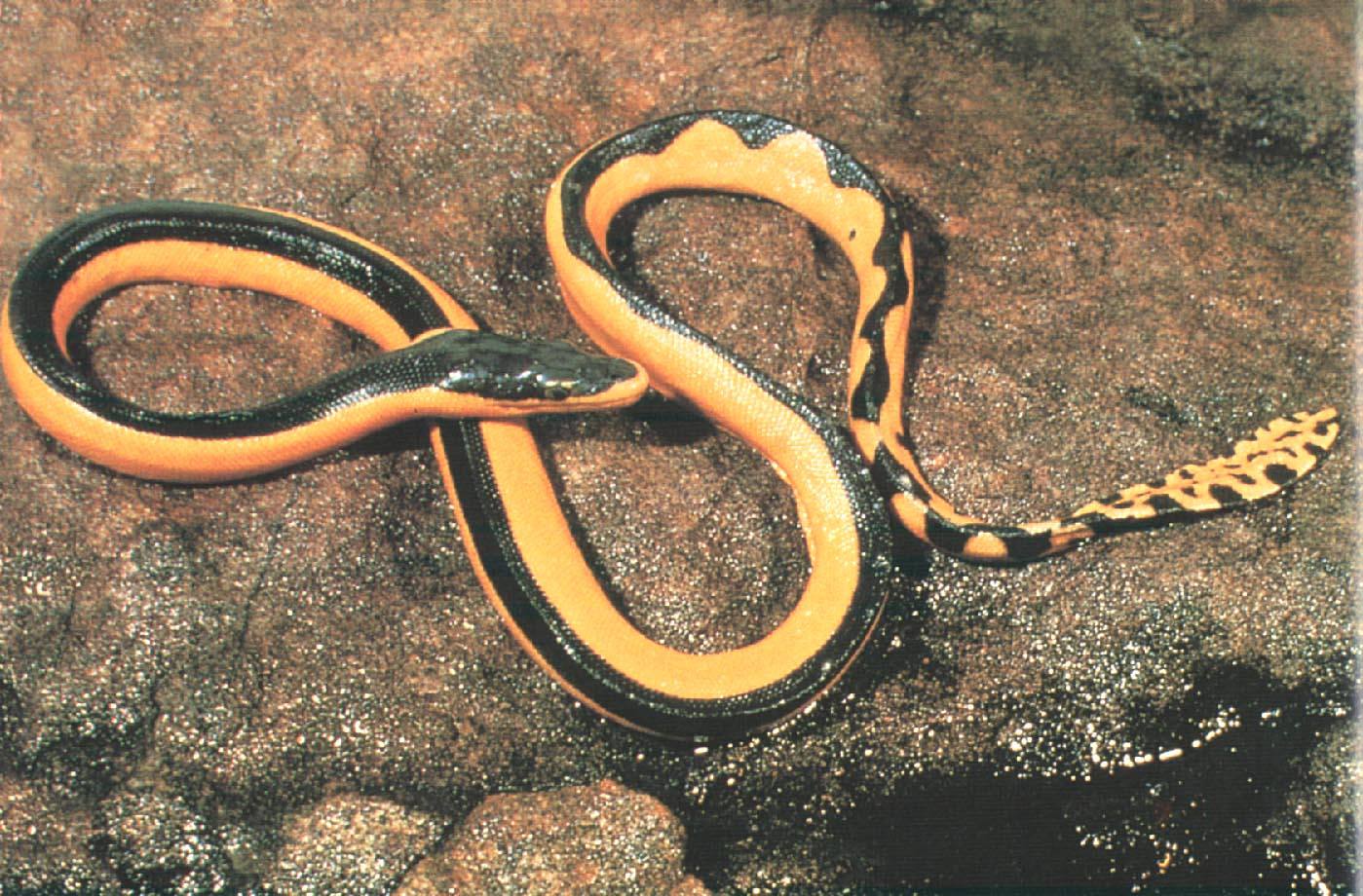  p>长吻海蛇(学名:pelamis platurus),眼镜蛇科长吻海蛇属物种,头狭长