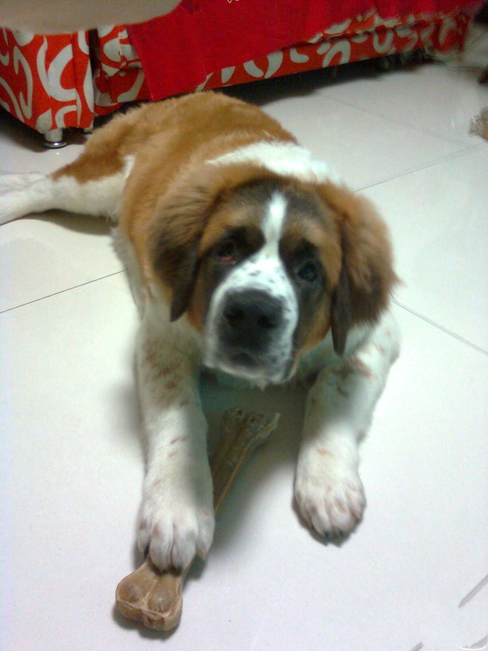  p>圣伯纳犬(saint bernard)又名 a target="_blank" href="/item