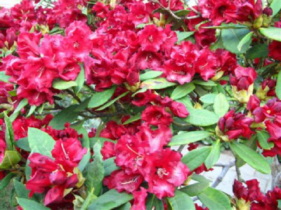  p>血红杜鹃(学名: i>rhododendron sanguineum /i> franch.