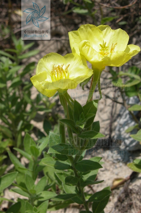 p>海边月见草(学名:oenothera drummondii hook.