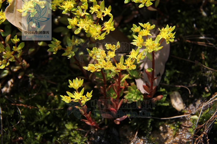  p>东南景天(学名: i>sedum alfredii /i> hance)是景天科,景天属植物