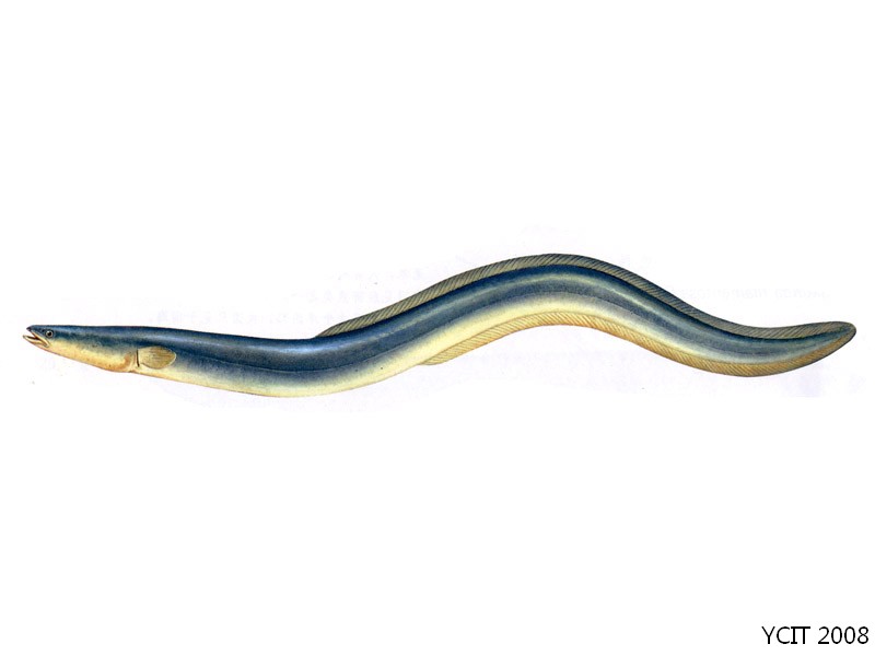 鳗鲡在25-27℃时食欲最旺,生长最快.