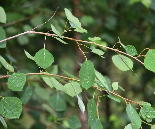  p>山杨(学名: i>populus davidiana  /i>dode )是 a href="#">杨柳科