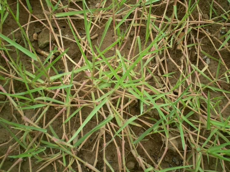 paspalum paspaloides (michx.) scribn.