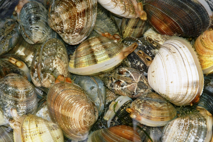  p>菲律宾帘蛤(学名: i>ruditapes philippinarum /i>):通常又称 a