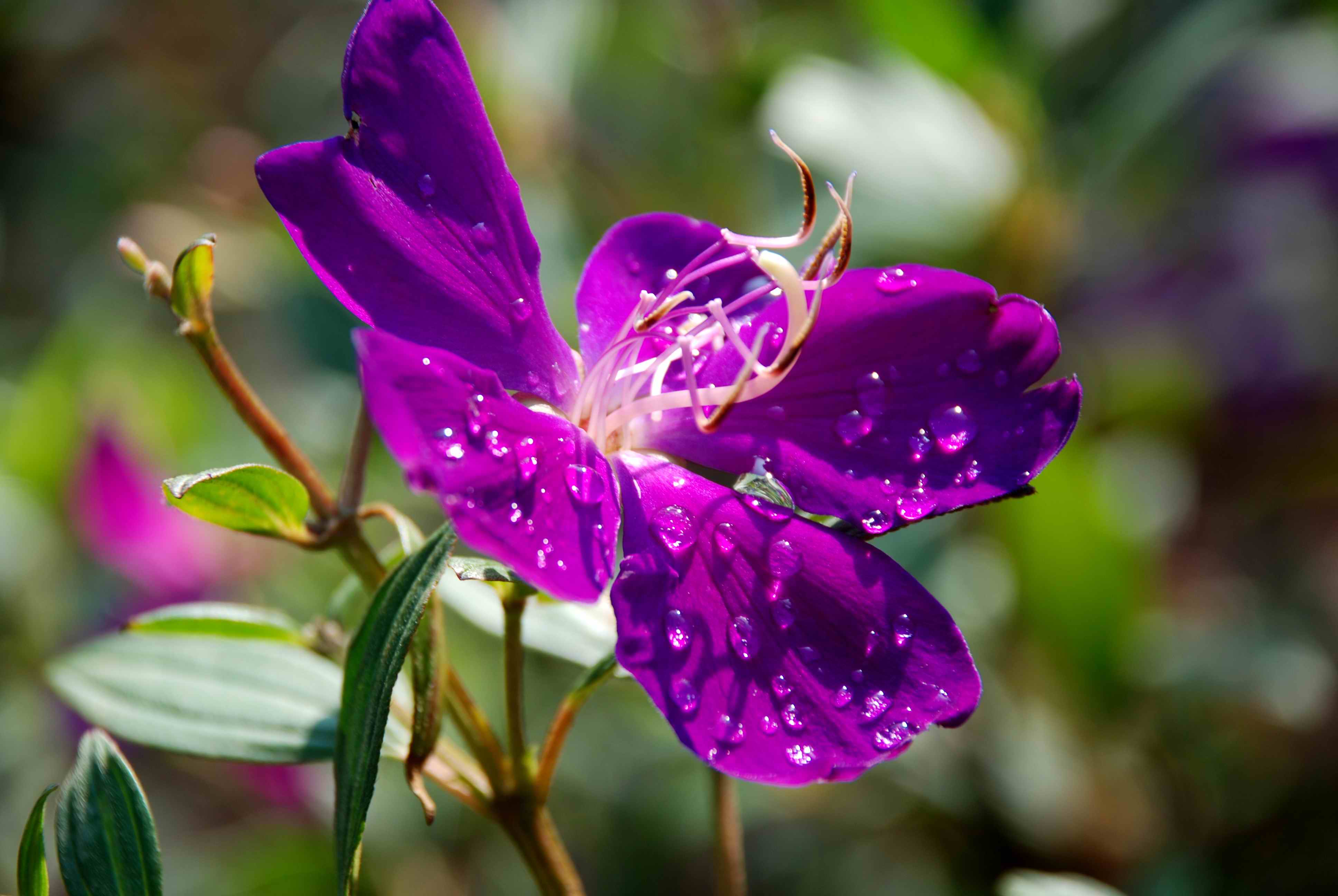 银毛野牡丹(变种)