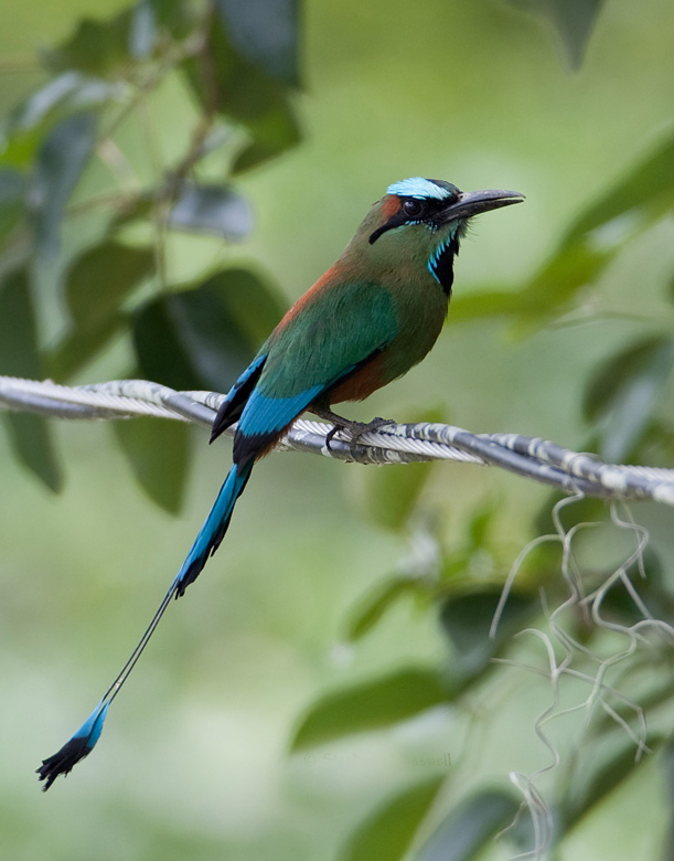  p>绿眉翠鴗(学名:eumomota superciliosa)是中小型 a href="#" data