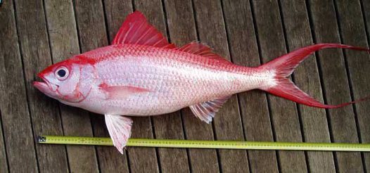  p>闪灼红钻鱼 /p> p>拉丁学名:etelis coruscans /p> p>英文名:deep