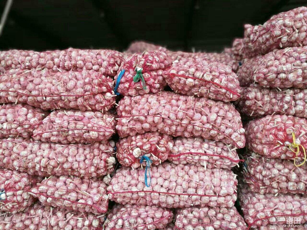  p>金乡大蒜, a href="#" data-lemmaid="209822">山东省 /a> a href=