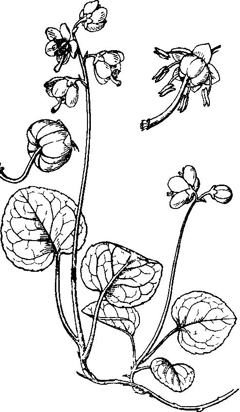 pyrola atropurpurea franch.