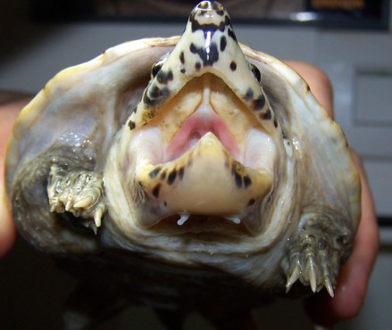 三弦巨型鹰嘴泥龟