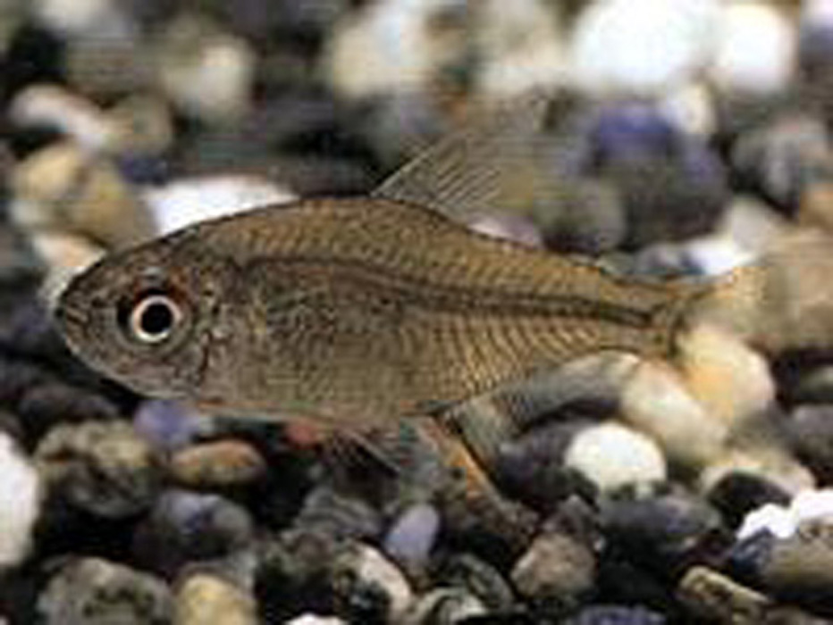  p>柠檬灯鱼,学名为丽鳍望脂鲤 (hyphessobrycon pulchripinnis),又称