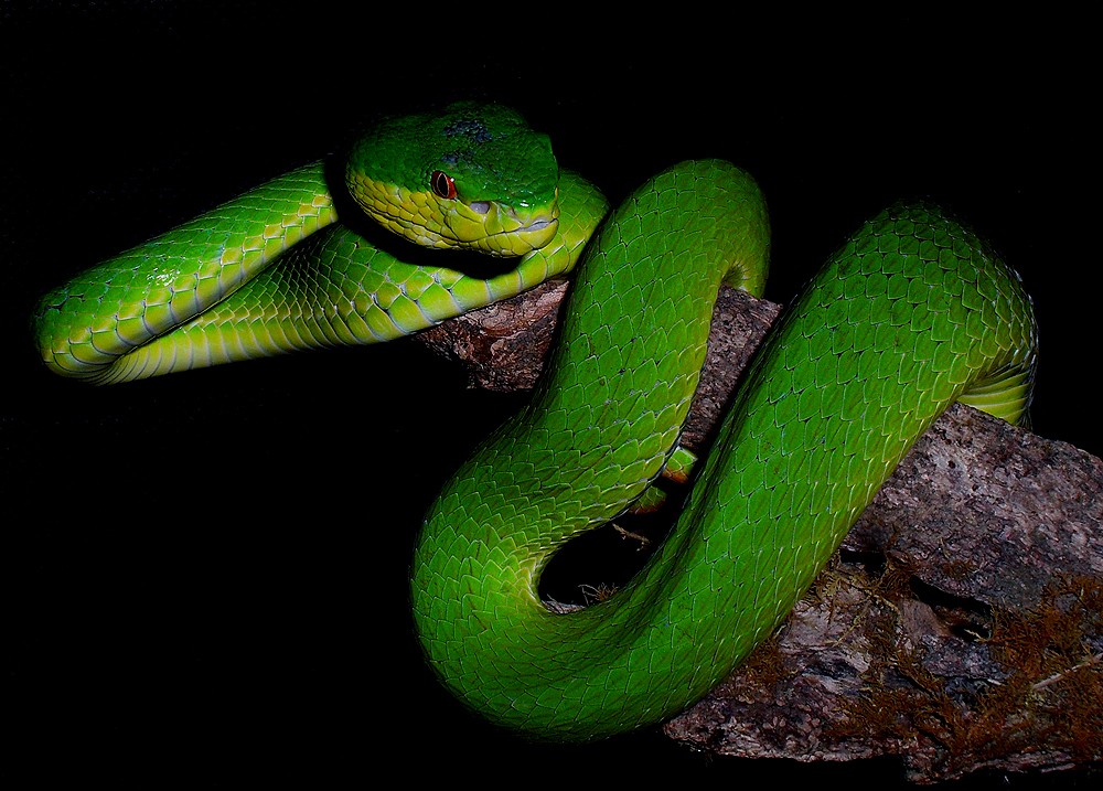  p>竹叶青蛇(学名: i>trimeresurus stejnegeri /i>)是蝰科竹叶青蛇属